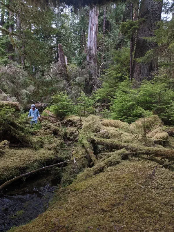 /gallery/foret.webp