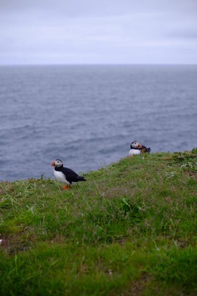 /gallery/puffin.jpg
