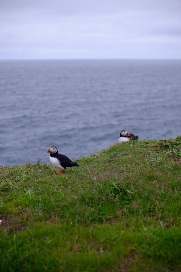 /gallery/puffin.jpg