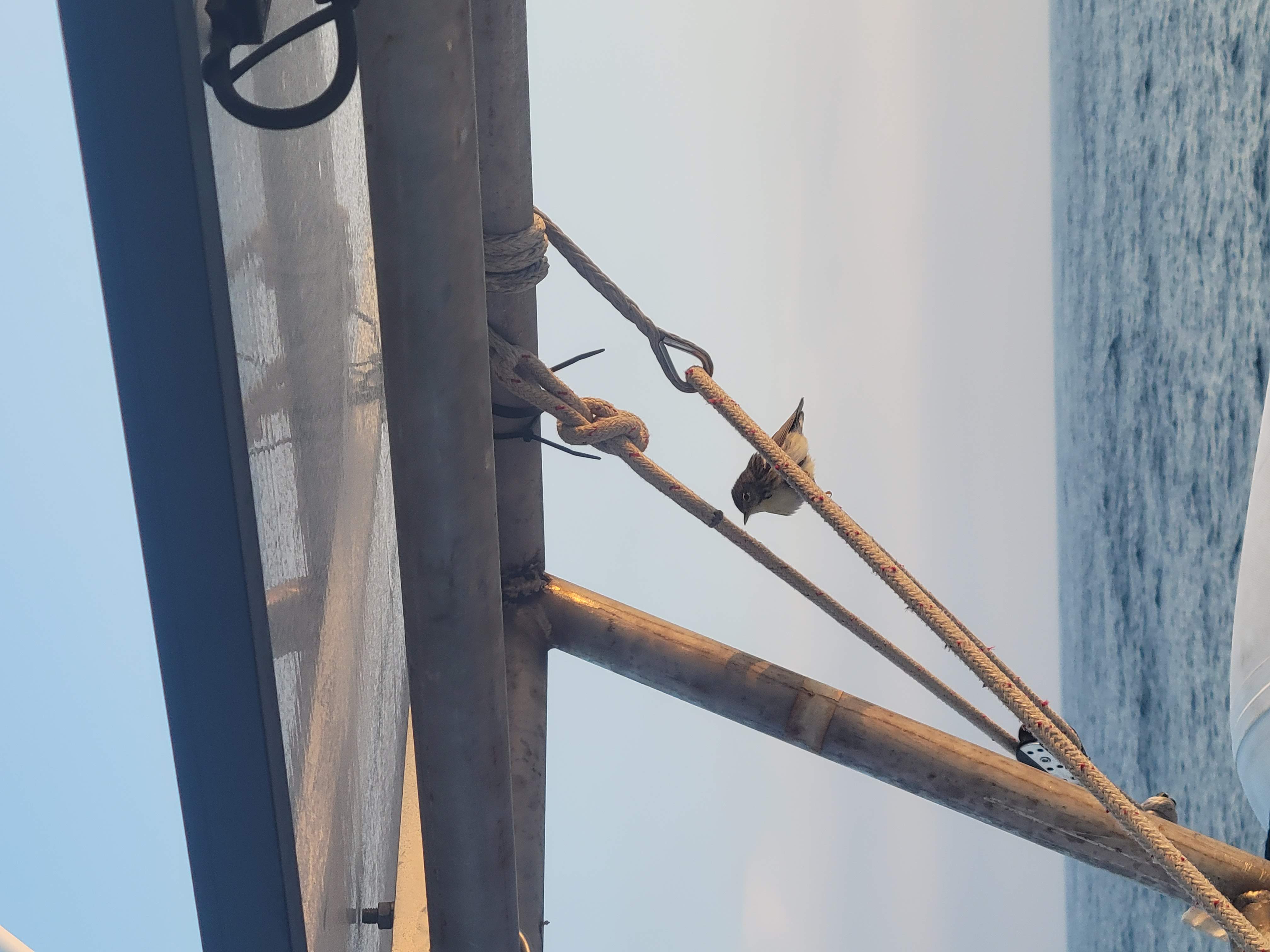 ../../img/newportshelburne/bird.jpg